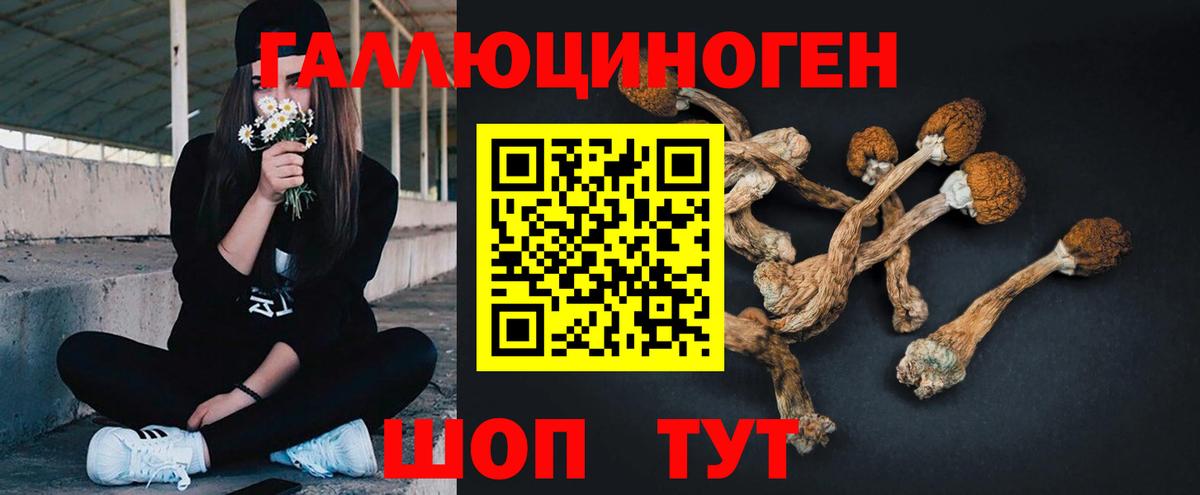 Псилоцибиновые грибы Cubensis Азнакаево